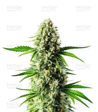 Nikki & Swami’s Lemon OG