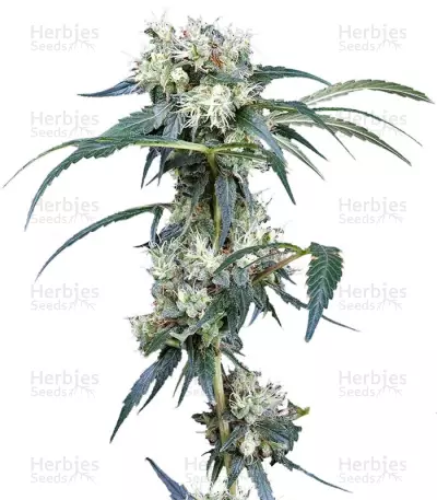 NL5 Haze Mist fem Seeds — product photo