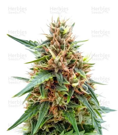 Northern Seeds — product photo
