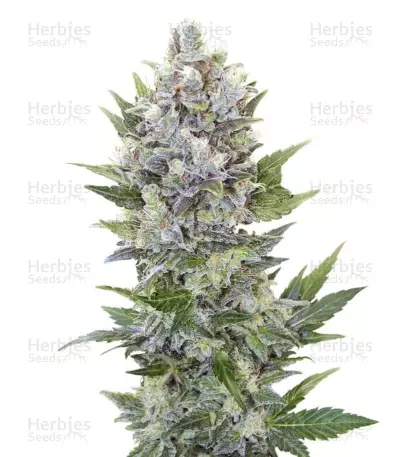Northern Light Automatic Auto, product photo