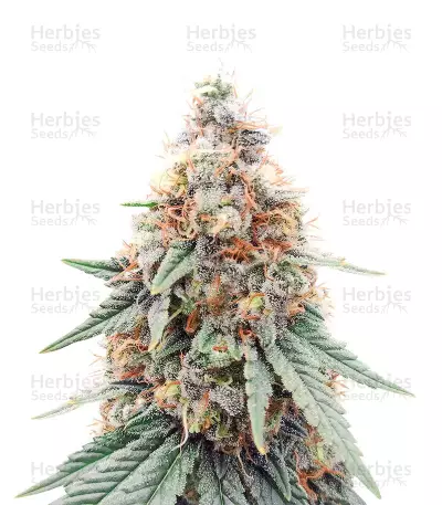 Northern Lights