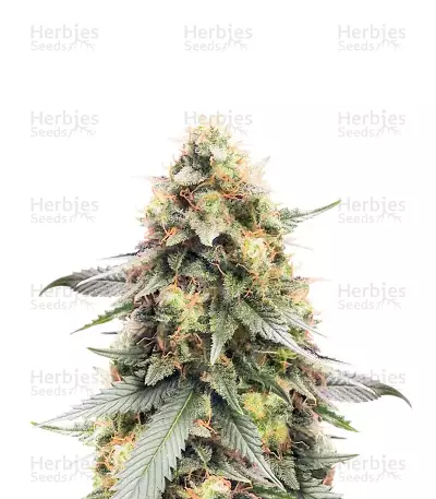 Northern Lights #10 (Herbies Seeds) — product photo