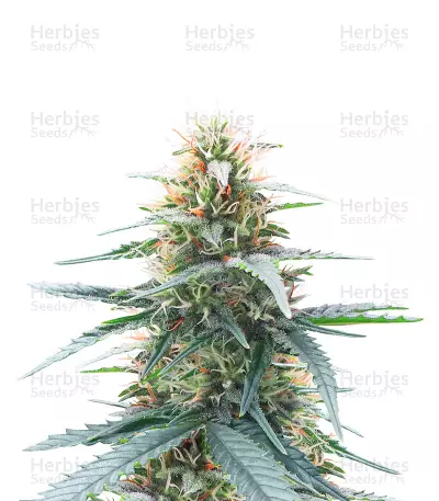 Northern Lights 10 of 10 Seeds (Seedkeepers) — product photo