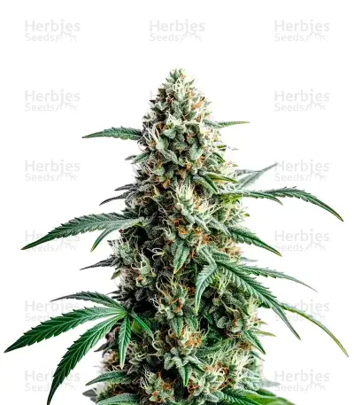 Northern Lights #10