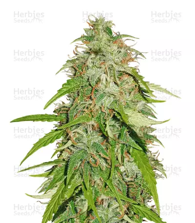 Northern Lights Automatic Auto