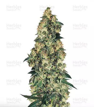 Northern Lights