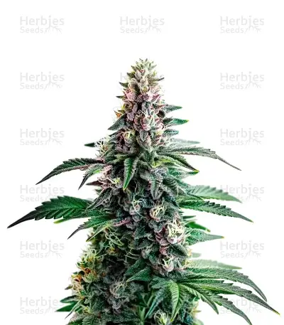 Northern Lights, product photo