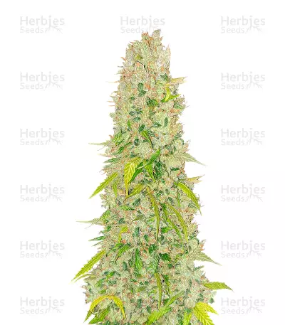 NY Diesel Autoflower (Herbies Seeds) — product photo
