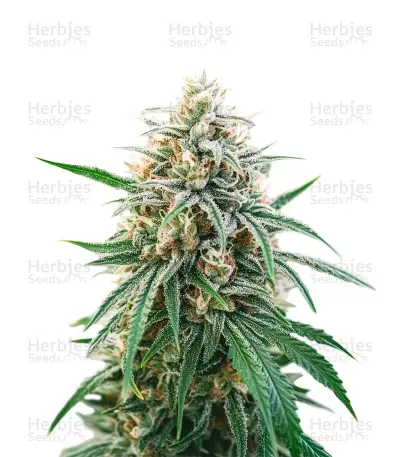 Obama Kush Seeds — product photo