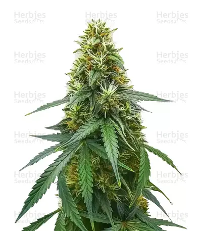 OG Kush Auto