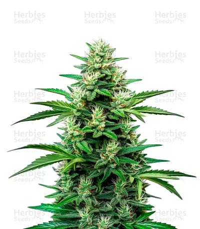 OG Kush Auto, product photo