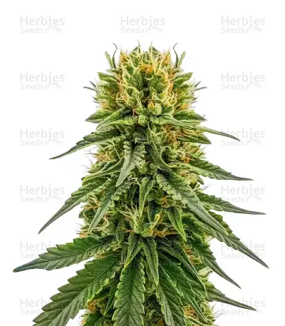 OG Kush