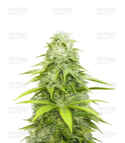 OG Kush x Diesel (Herbies Seeds) — product photo