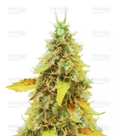 OG's Kush Seeds — product photo