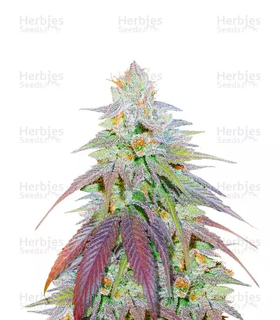 Orange Bud