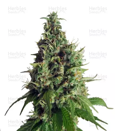 Orange Hill Special Seeds — product photo