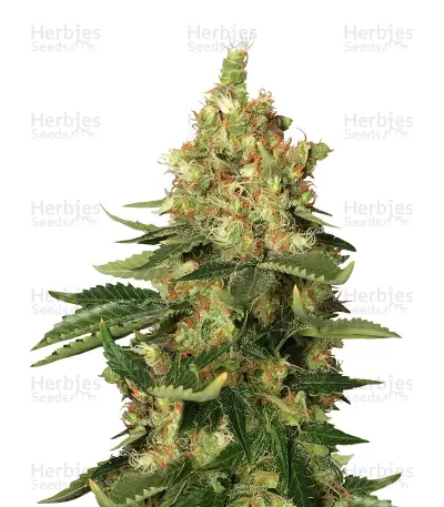 Orange Sherbert Seeds — product photo