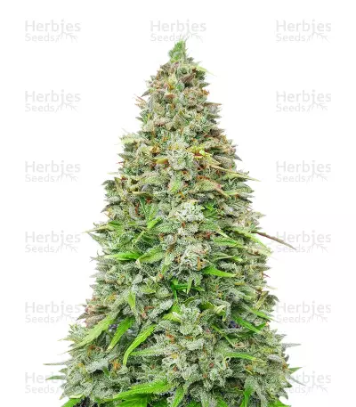 Original Afghan Kush Seeds — product photo