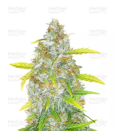 Original Auto AK Seeds — product photo