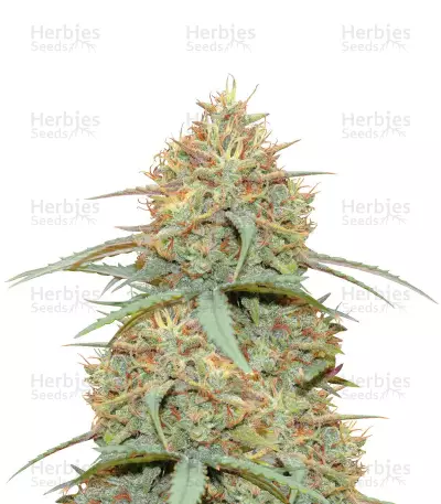 Original Auto Cheese Seeds — product photo