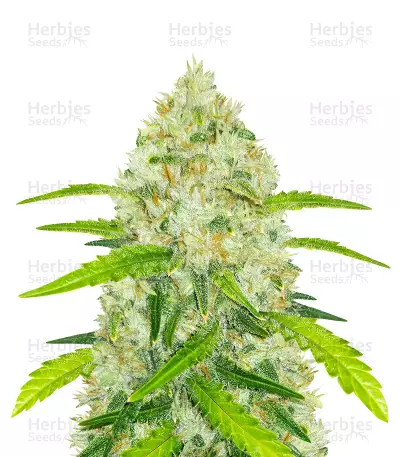 Original Auto Chemdawg Seeds — product photo