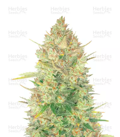 Original Auto OG Kush Seeds — product photo