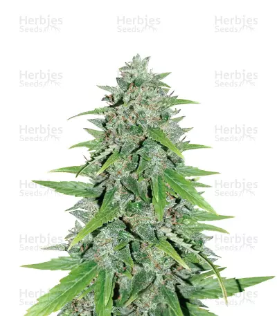 Original Auto Skunk Seeds — product photo