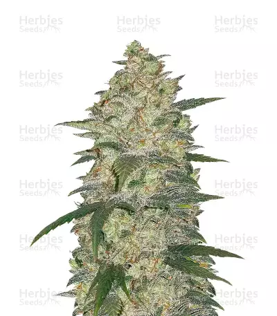 Original Auto White Widow Seeds — product photo