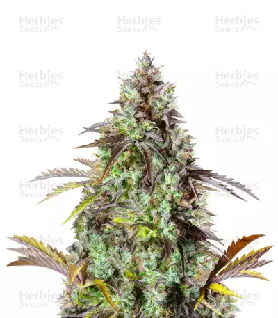 Original Big Bud Seeds — product photo