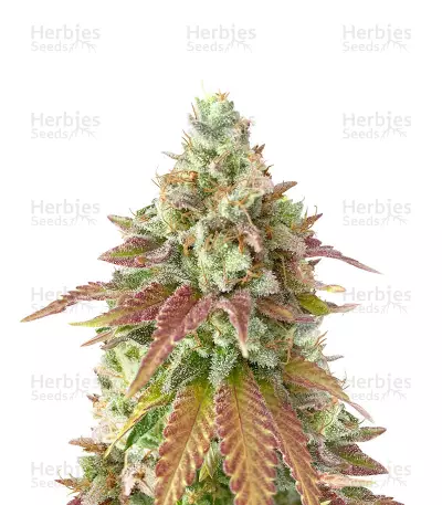 Original Cheese (Herbies Seeds) — product photo