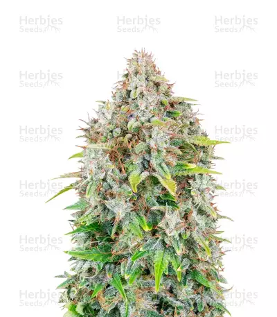 Original Cinderella Seeds — product photo