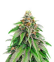Orka Seeds (Blimburn Seeds) — product photo