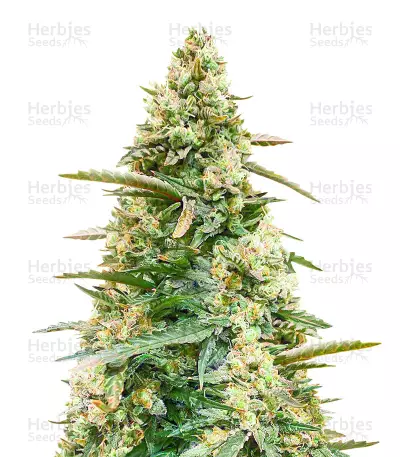 Sith OG Seeds (AlphaFem Seeds) — product photo
