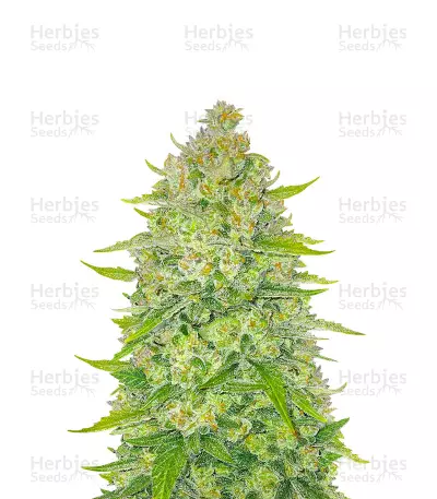 Papaya Cookies Auto Seeds — product photo