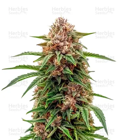 Papi Chulo OG Fem Seeds — product photo