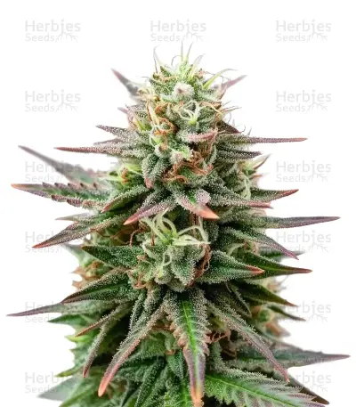 Peanut Butter Breath Auto Seeds — product photo