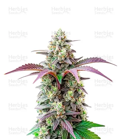 Peanut Butter Breath