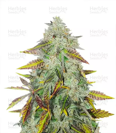 Peyote Critical Seeds — product photo