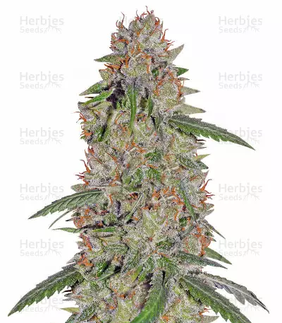 Pineapple Express