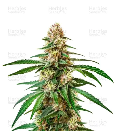 Pineapple Express, product photo