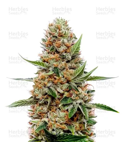 Pineapple Poison Seeds — product photo