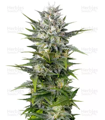 Pineapple Skunk Seeds — product photo