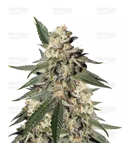 Pink Kush Seeds — product photo