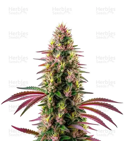 Pink Rozay, product photo
