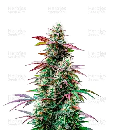 Pink Runtz Auto