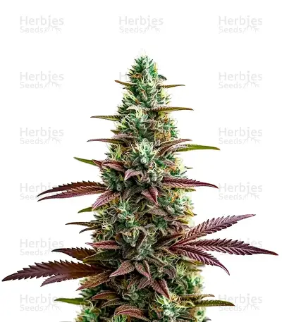 Platinum Cookies