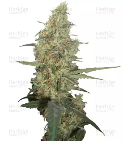 Power Plant Seeds — product photo