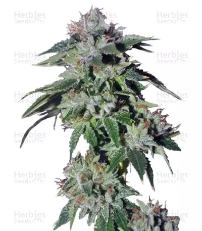 Pure Kush Seeds (Green House Seeds) — product photo