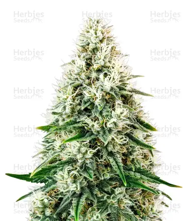 Pure Power Plant Automatic Seeds — product photo