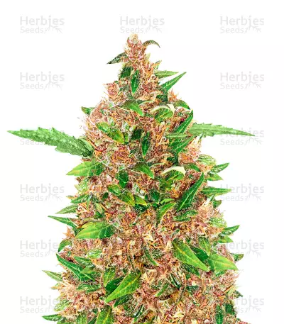 Purple Kush Autoflower (Herbies Seeds) — product photo